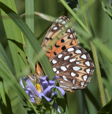 Atlantis Fritillary: Speyeria atlantis