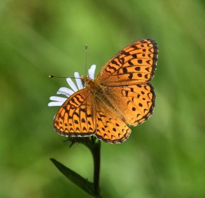 Atlantis Fritillary: Speyeria atlantis
