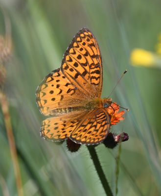 Atlantis Fritillary: Speyeria atlantis