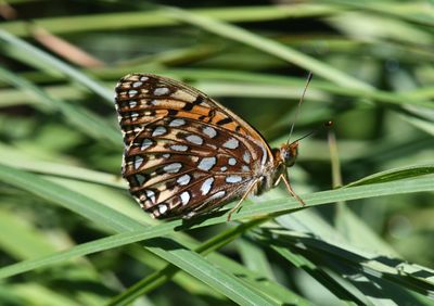 Atlantis Fritillary: Speyeria atlantis