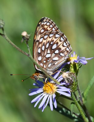 Atlantis Fritillary: Speyeria atlantis