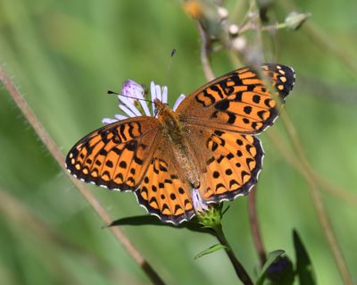 Atlantis Fritillary: Speyeria atlantis