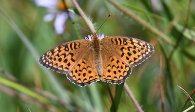 Atlantis Fritillary: Speyeria atlantis