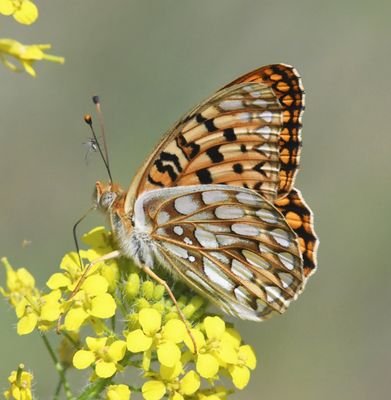 Callippe Fritillary: Speyeria callippe