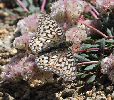 Callippe Fritillary: Speyeria callippe