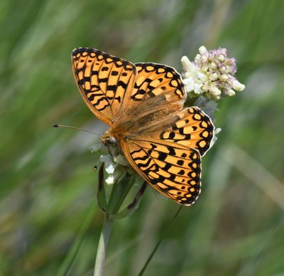 Callippe Fritillary: Speyeria callippe