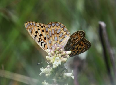 Callippe Fritillary: Speyeria callippe