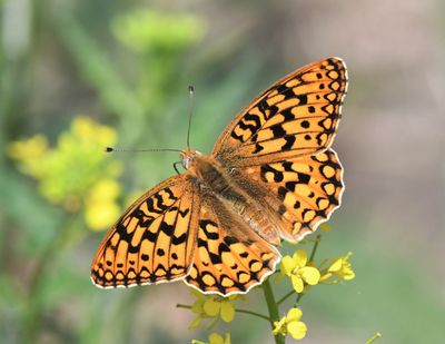 Callippe Fritillary: Speyeria callippe