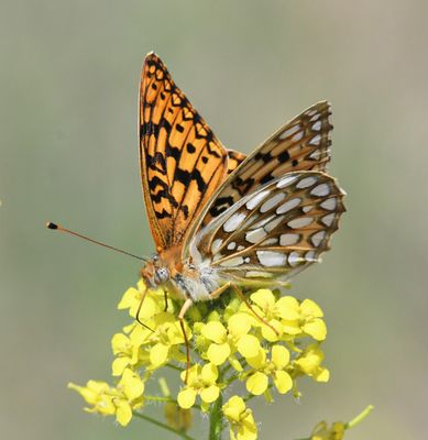 Callippe Fritillary: Speyeria callippe