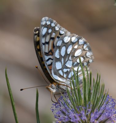 Callippe Fritillary: Speyeria callippe