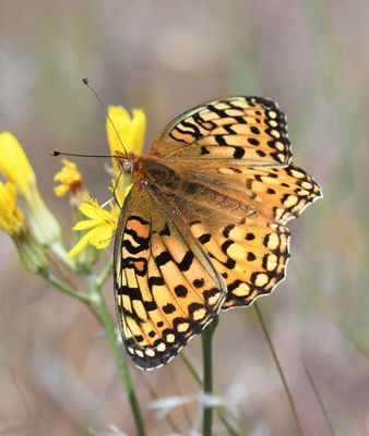 Coronis Fritillary: Speyeria coronis