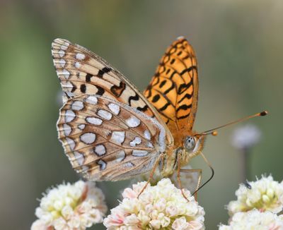 Coronis Fritillary: Speyeria coronis