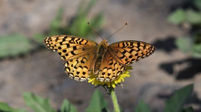 Coronis Fritillary: Speyeria coronis