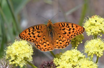 Coronis Fritillary: Speyeria coronis