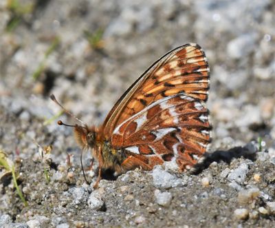 Freija Fritillary: Bolaria freija