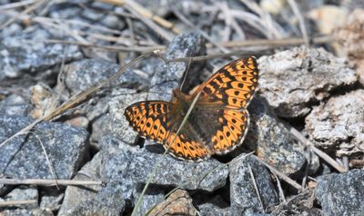 Freija Fritillary: Bolaria freija