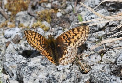 Freija Fritillary: Bolaria freija