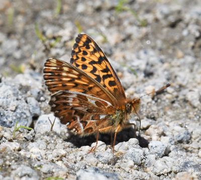 Freija Fritillary: Bolaria freija