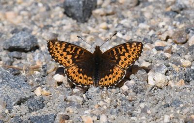 Freija Fritillary: Bolaria freija