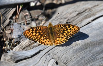 Great Basin Fritillary: Speyeria egleis