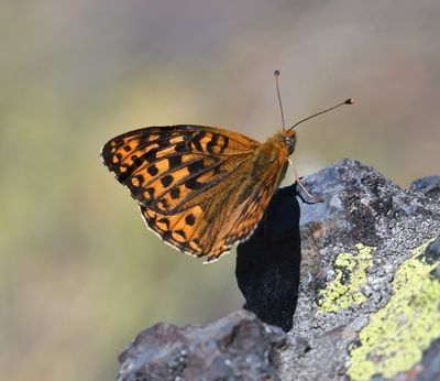 Great Basin Fritillary: Speyeria egleis