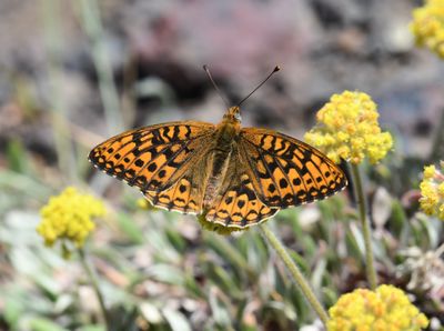 Great Basin Fritillary: Speyeria egleis