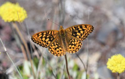 Great Basin Fritillary: Speyeria egleis