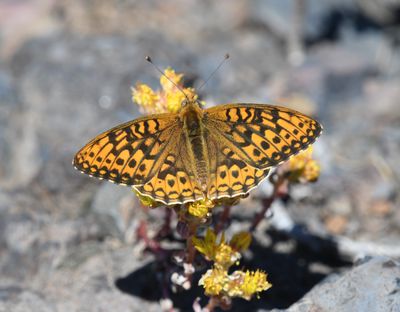 Great Basin Fritillary: Speyeria egleis