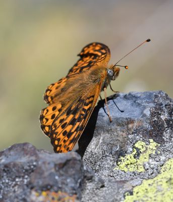 Great Basin Fritillary: Speyeria egleis