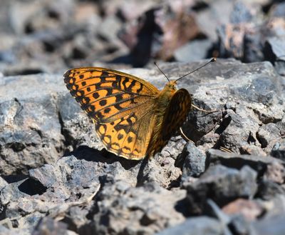 Great Basin Fritillary: Speyeria egleis