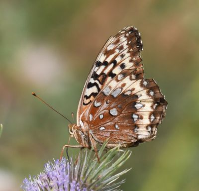 Great Spangled Fritillary: Speyeria cybele