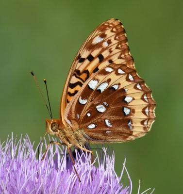 Great Spangled Fritillary: Speyeria cybele