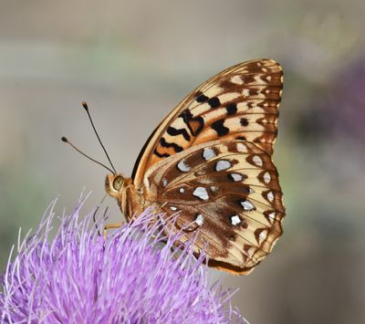 Great Spangled Fritillary: Speyeria cybele