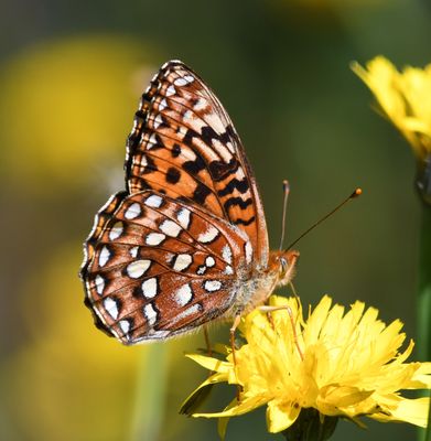 Hydaspe Fritillary: Speyeria hydaspe