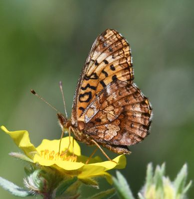 Meadow Fritillary: Boloria bellona