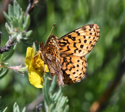 Meadow Fritillary: Boloria bellona