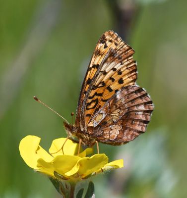 Meadow Fritillary: Boloria bellona