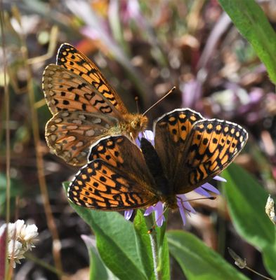 Mormon Fritillary: Speyeria mormonia