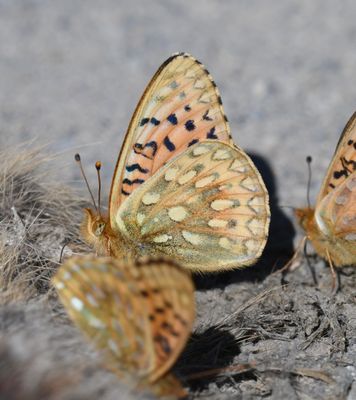 Mormon Fritillary: Speyeria mormonia