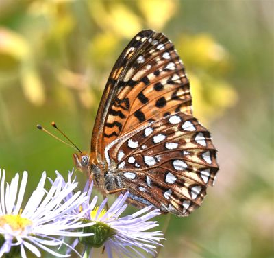 Northwestern Fritillary: Speyeria hesperis