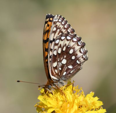 Northwestern Fritillary: Speyeria hesperis