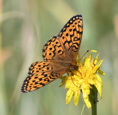 Northwestern Fritillary: Speyeria hesperis