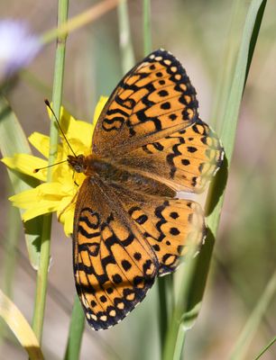 Northwestern Fritillary: Speyeria hesperis