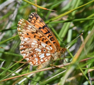 Silver-bordered Fritillary: Boloria selene