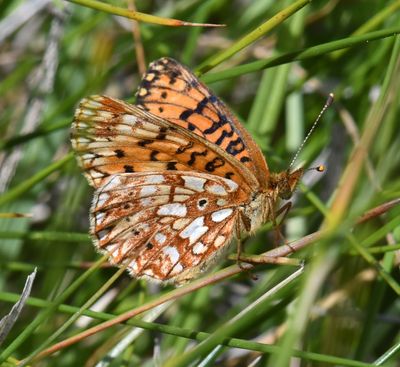 Silver-bordered Fritillary: Boloria selene