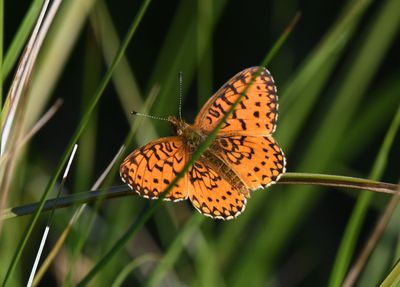 Silver-bordered Fritillary: Boloria selene