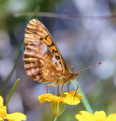 Western Meadow Fritillary: Boloria epithore