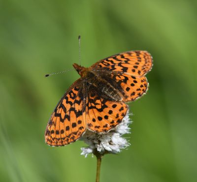 Western Meadow Fritillary: Boloria epithore