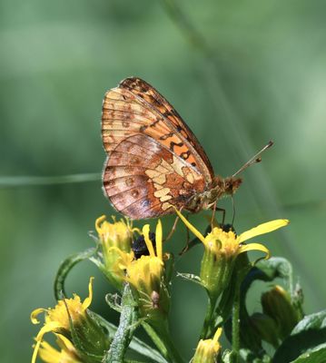 Western Meadow Fritillary: Boloria epithore