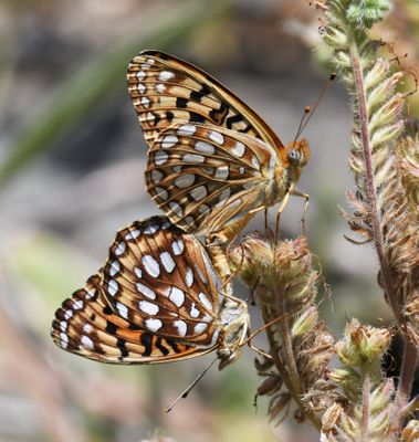 Zerene Fritillary: Speyeria zerene